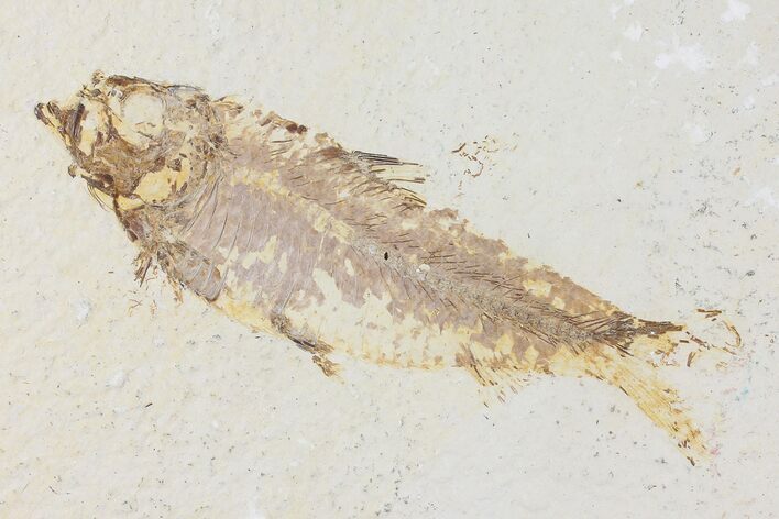 Fossil Fish (Knightia) - Wyoming #109982